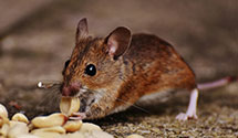 24 Hour & Emergency Exterminators in Whitneyville, CT